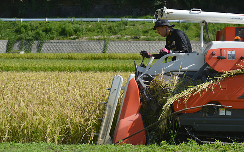 真剣な面持ちで稲を刈る智宏さん。