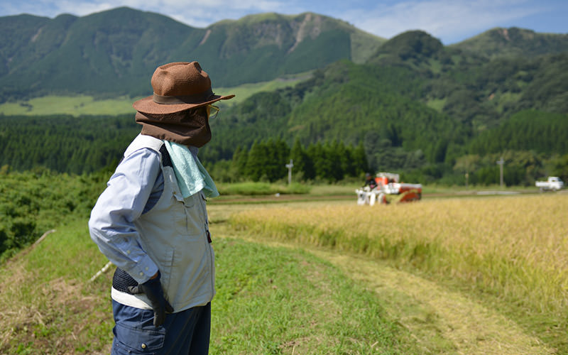 稲刈りする智宏さんを眺める長野さん。