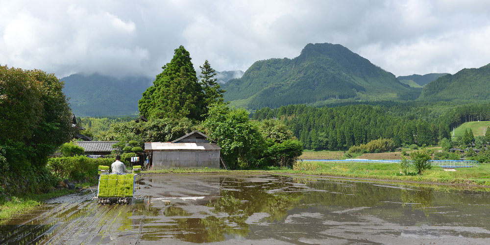 田植えを行う大森さん。