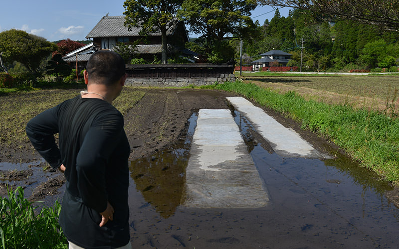 苗代を見る大森さん。