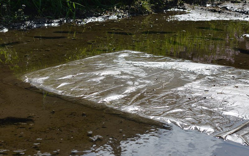 ラブシートに覆われた苗箱。
