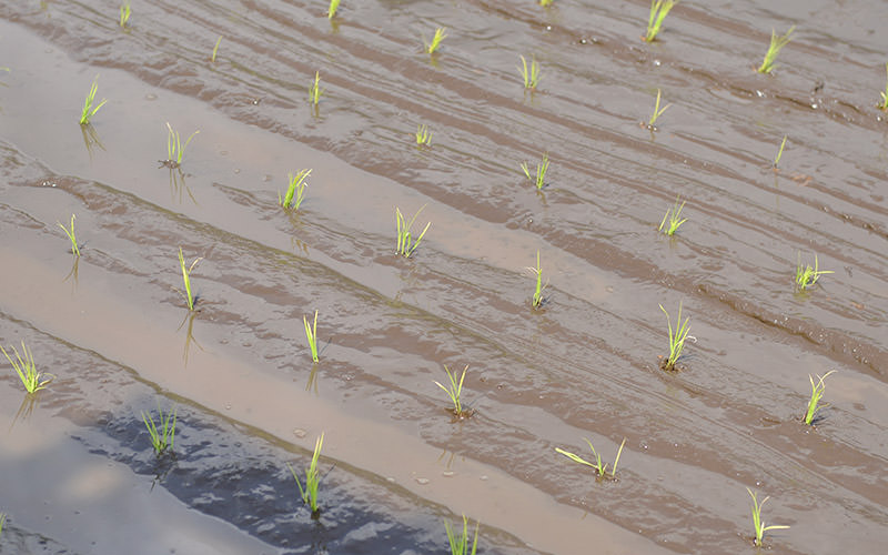 田植え直後の苗。