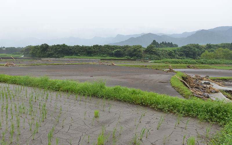 土砂に埋まった隣の田んぼ。