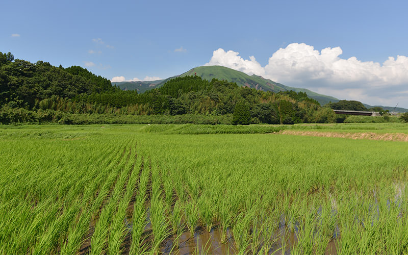 7月19日の稲の遠景。