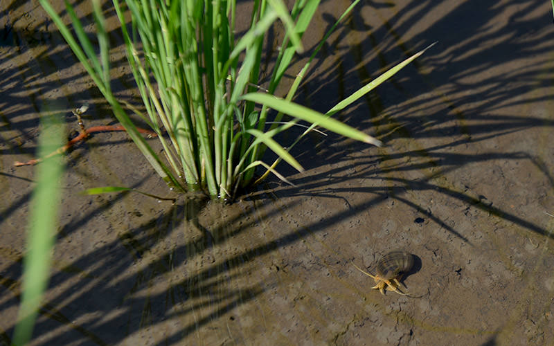 7月19日の稲の様子