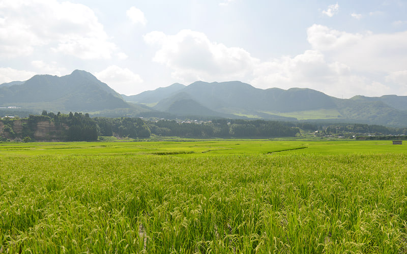8月15日の稲の遠景
