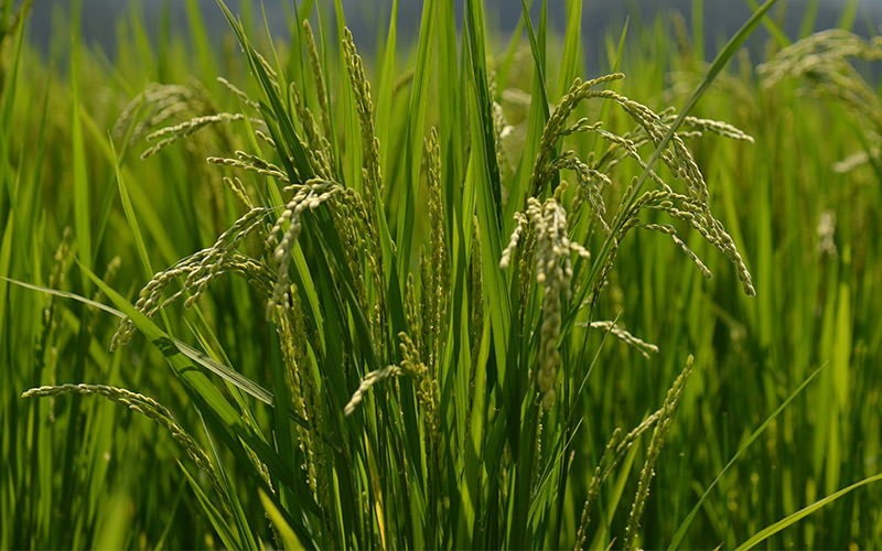 8月15日の稲の様子。