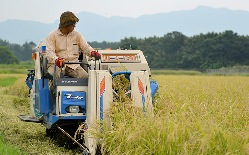 コンバインを慎重に操作しながら稲を刈る。