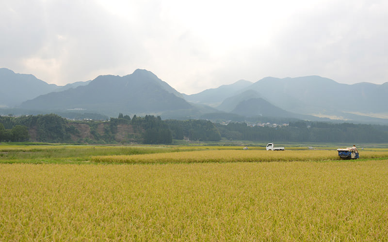 拾い田んぼを一人で稲刈りする。