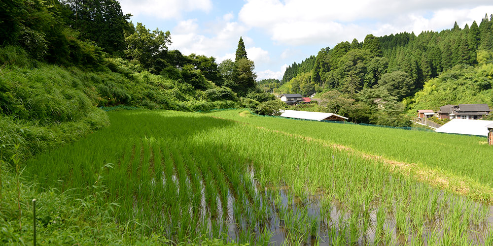酒井忠晃さんの田んぼ。