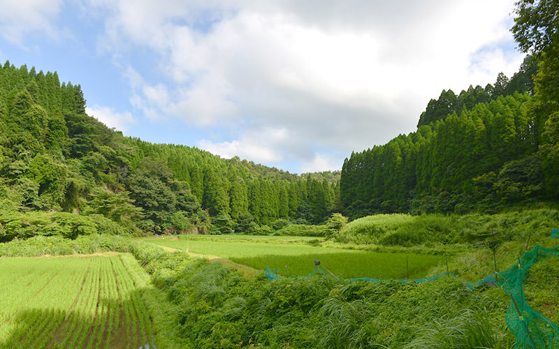 酒井さんの田んぼは山中にある。