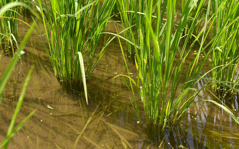 成長中の稲。