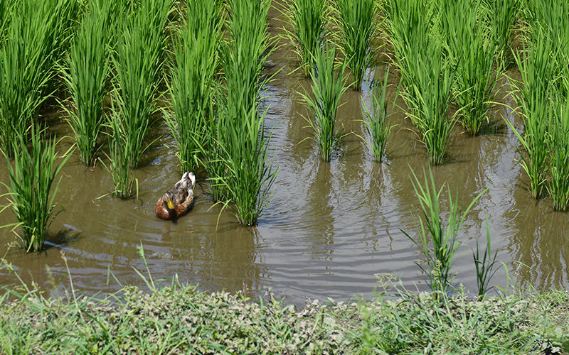 田んぼの中を泳ぐアイガモ。