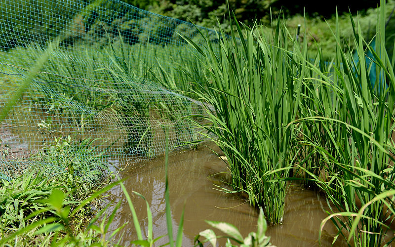 分げつする稲。