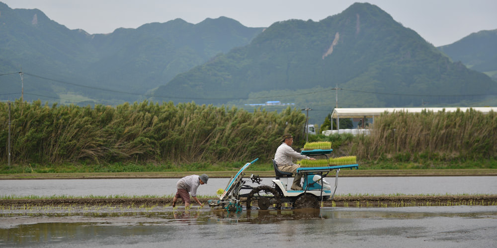 亀の尾の田植え