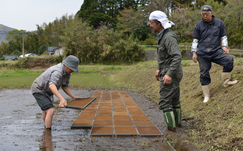 苗箱を苗代に並べる。