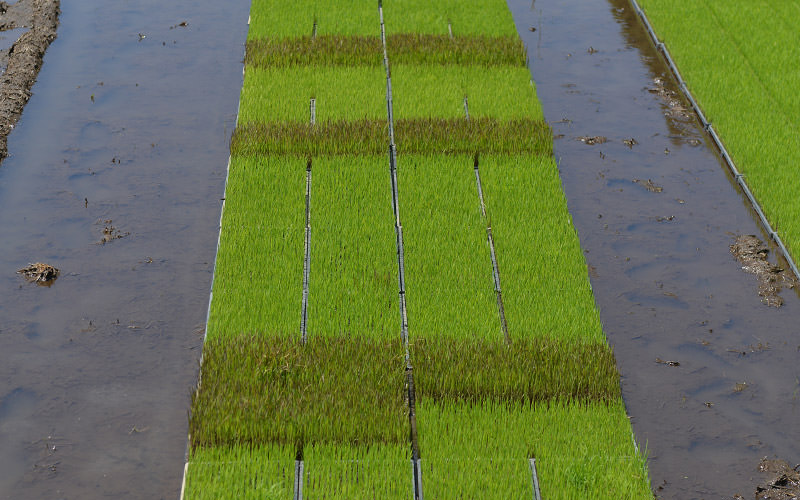 黒米は苗の色が異なる