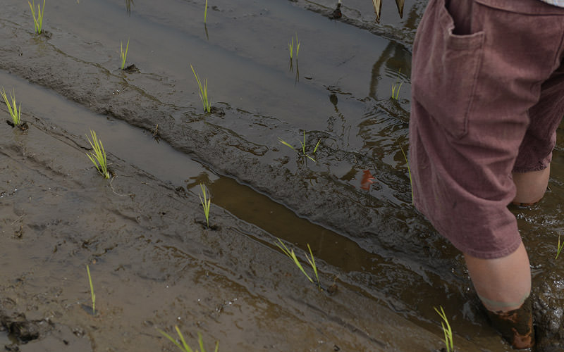 植えたばかりの苗。