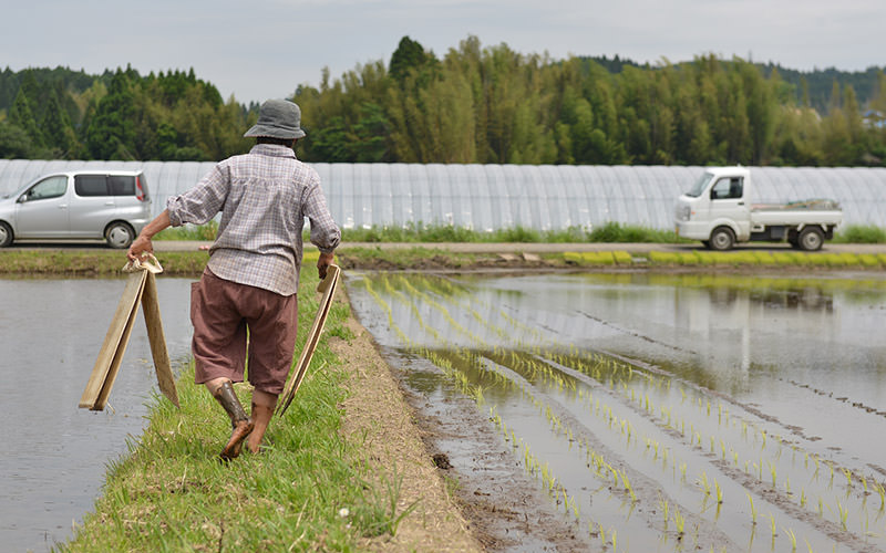 苗取り板を運ぶ高島さん