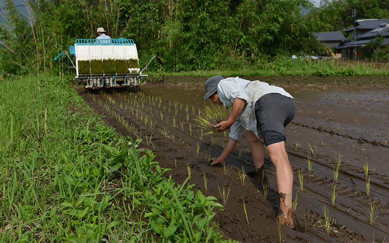 田植え機の後から追いかけながら補植する。