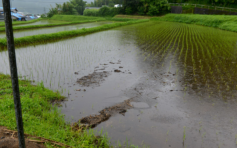 水害で土砂が流入した高島さんの田んぼ