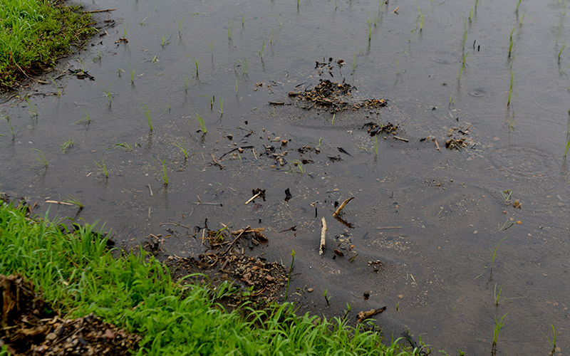 流木は取り除いたが土砂は残っている