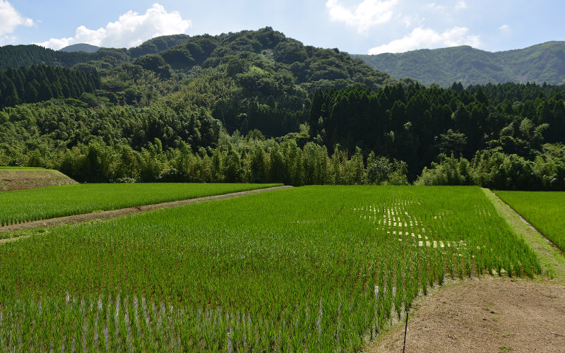 7月19日の田んぼ