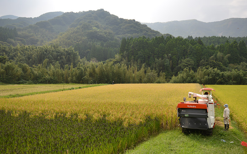 稲刈り時の田んぼ