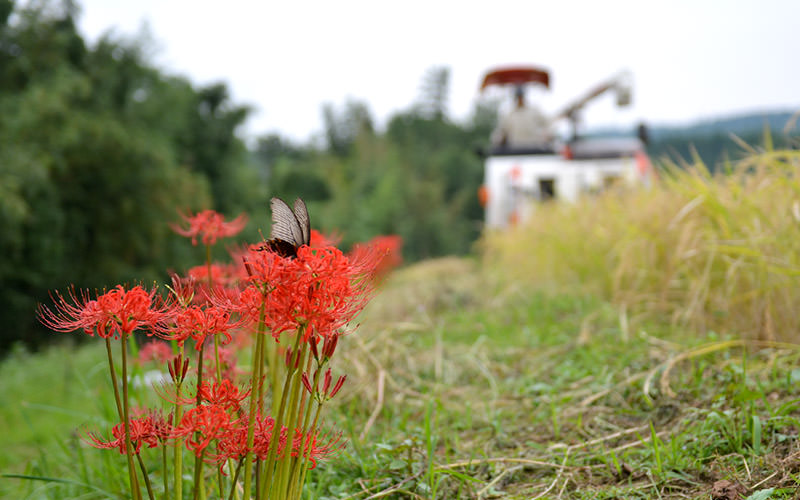 コンバインと彼岸花。