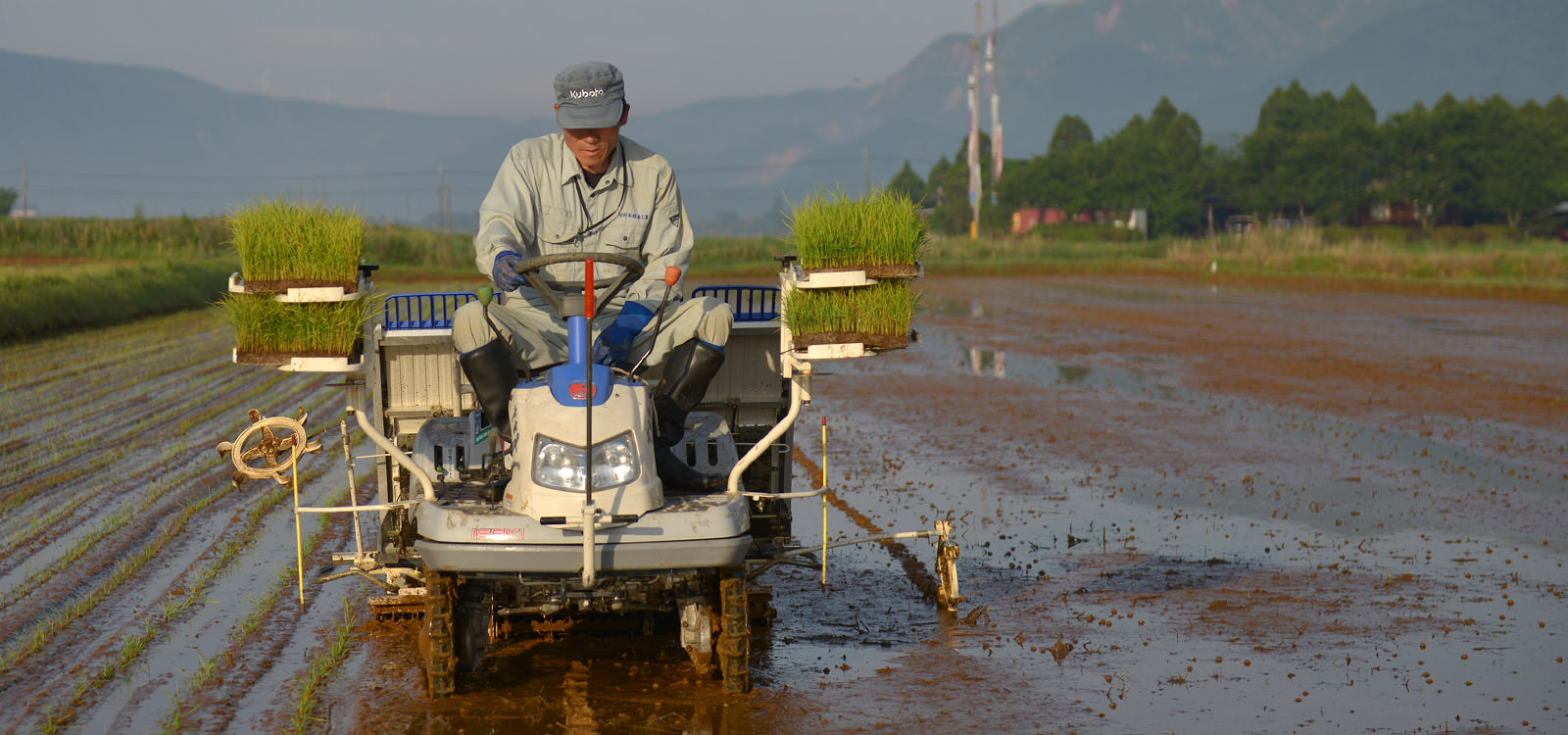 荒井さんの田植え