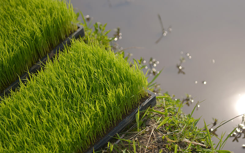 植えたての苗。