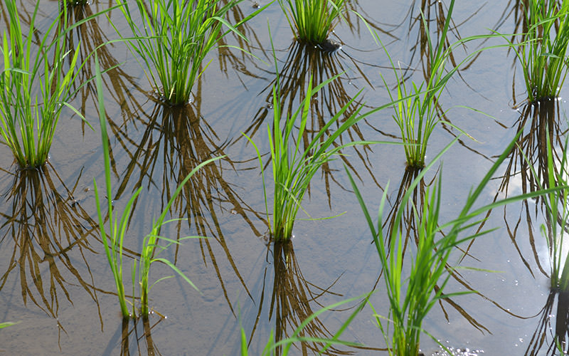 7月19日の稲の様子