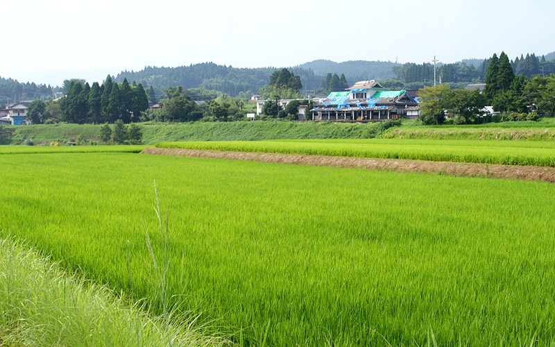 7月19日の稲の遠景。
