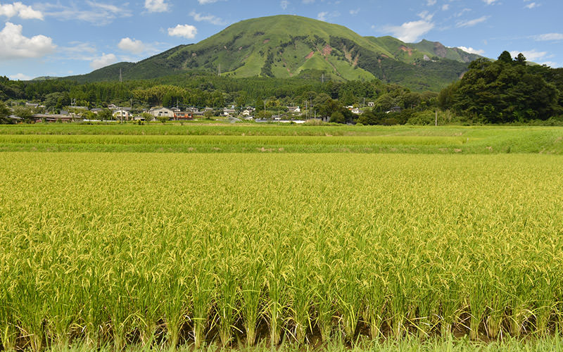 7月19日の稲の遠景。