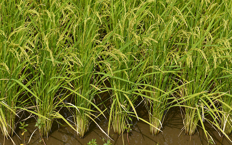 7月19日の稲の様子