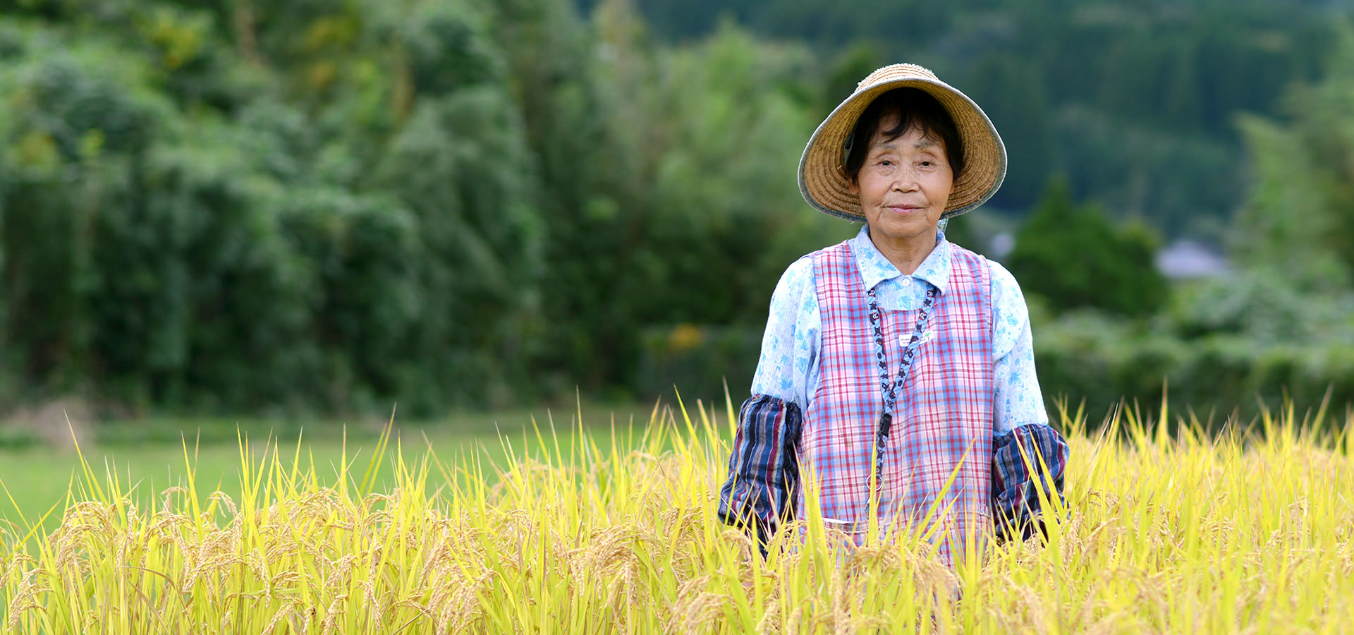 平成29年度、熊本南阿蘇産。後藤松子さんが作る、無農薬・無施肥栽培のヒノヒカリ。