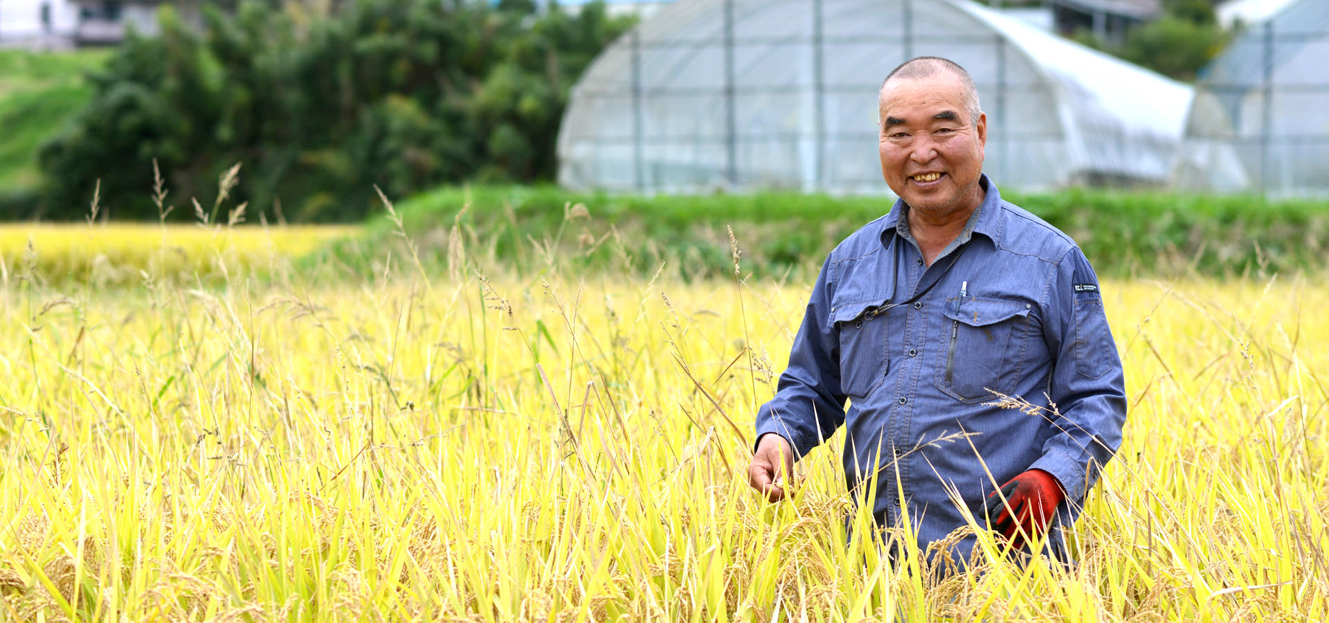 平成29年度、熊本南阿蘇産。北野悦之さんが作る、無農薬・無施肥栽培のお米。
