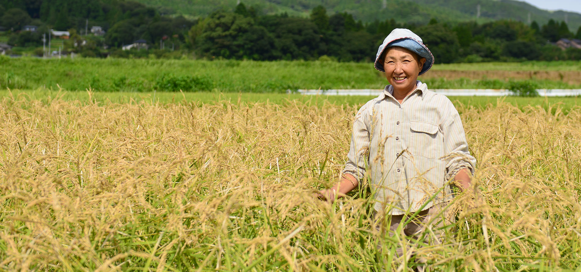 平成29年度、熊本南阿蘇産。高島和子さんが作る、無農薬・無施肥栽培のお米。