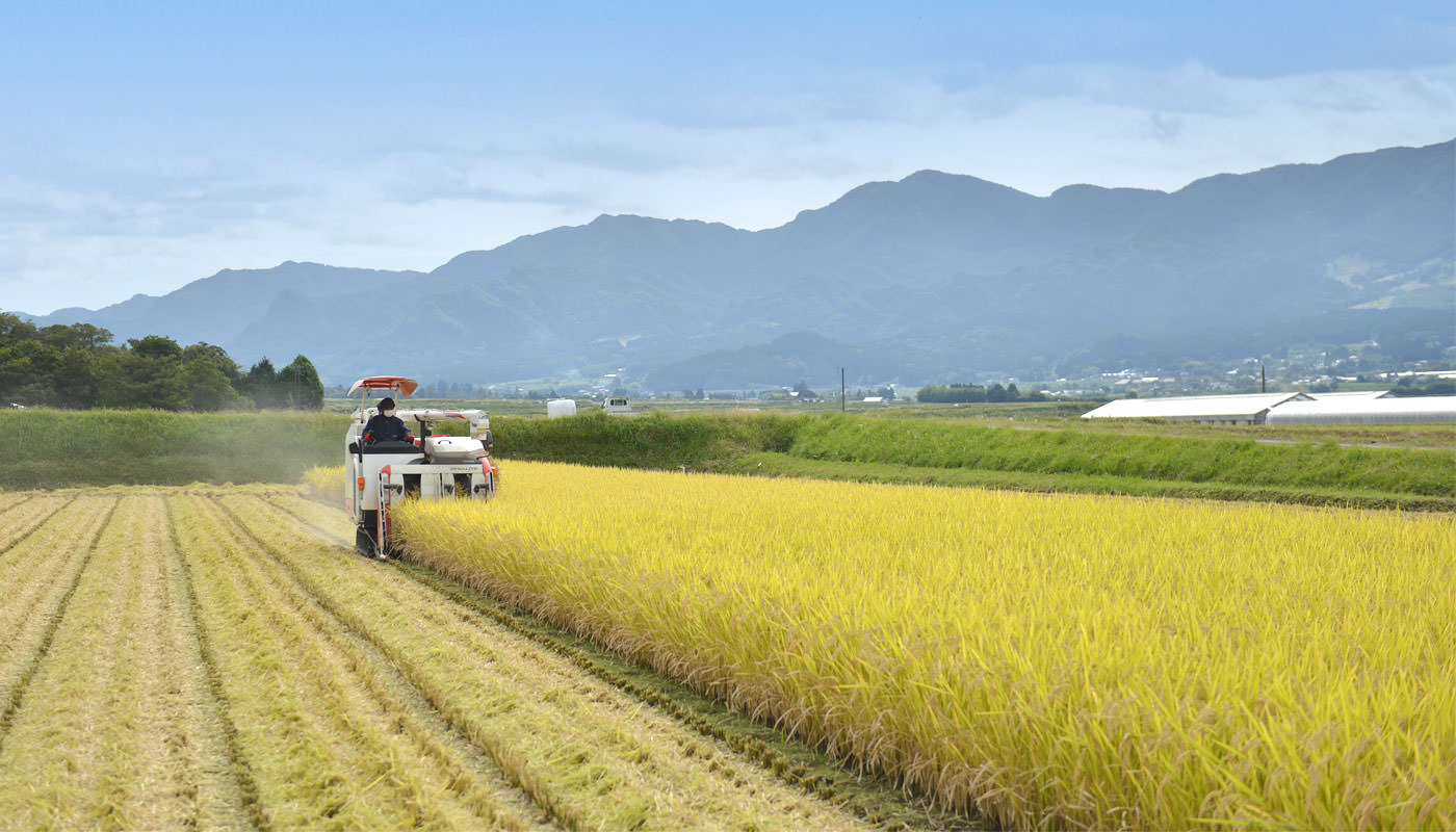 コンバインで稲を刈る様子。