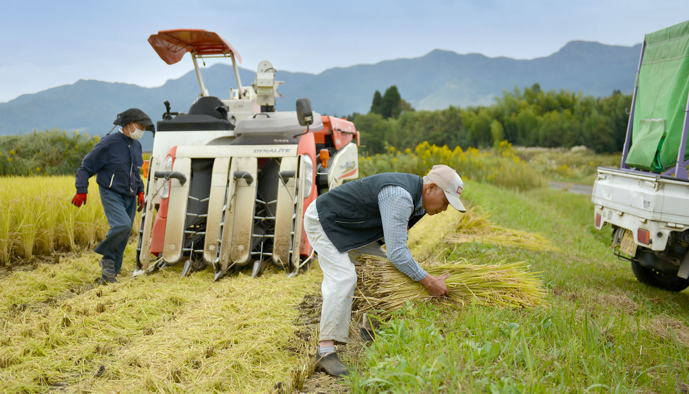 稲を手に取る荒牧さん