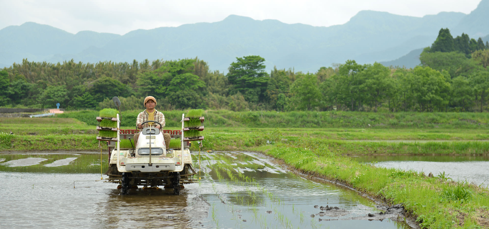 大森博さんが作る、自然栽培米