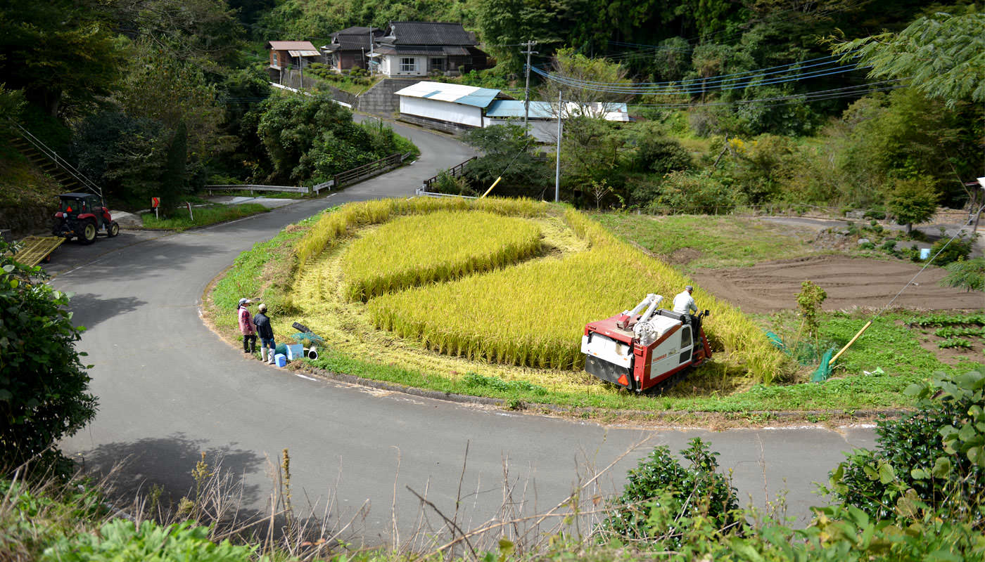 コンバインで稲を刈る