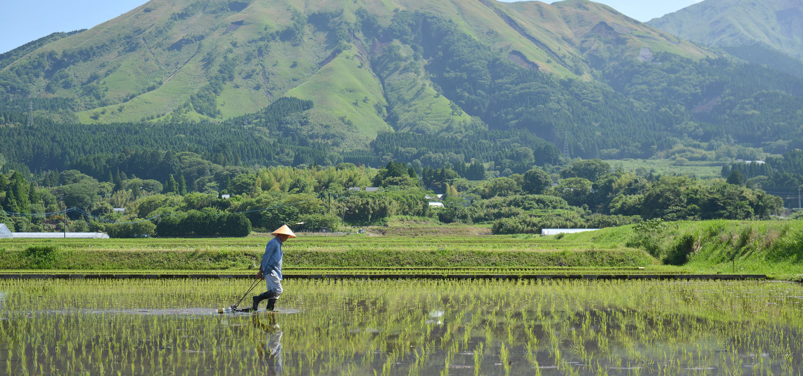 除草する荒牧さん。