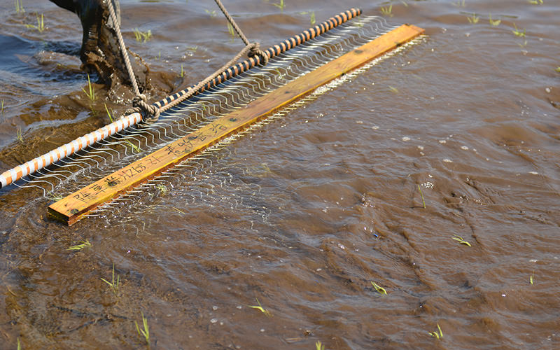 土を撹拌して雑草や種を浮かせる。