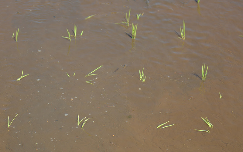小さな苗でもそれほどダメージはな。