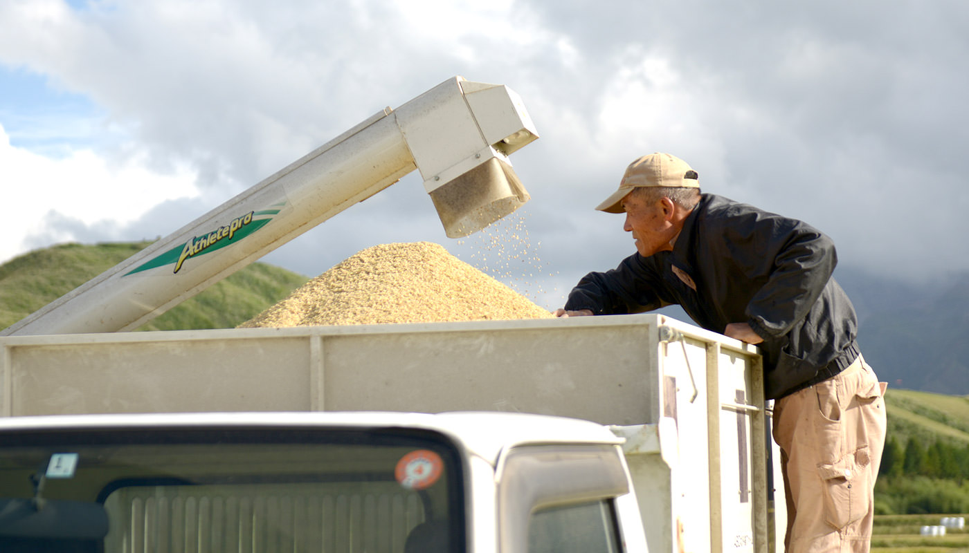 荒井さんの稲刈り