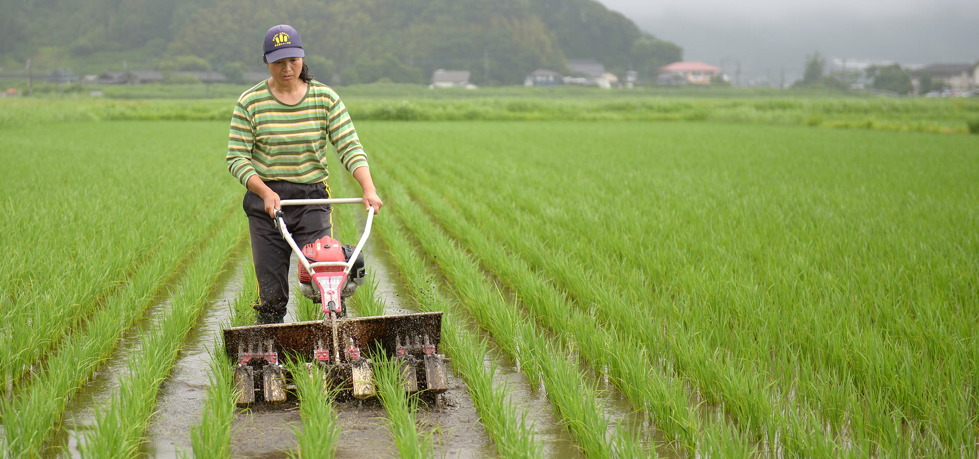 後藤明子さんが作る、自然栽培コシヒカリ。
