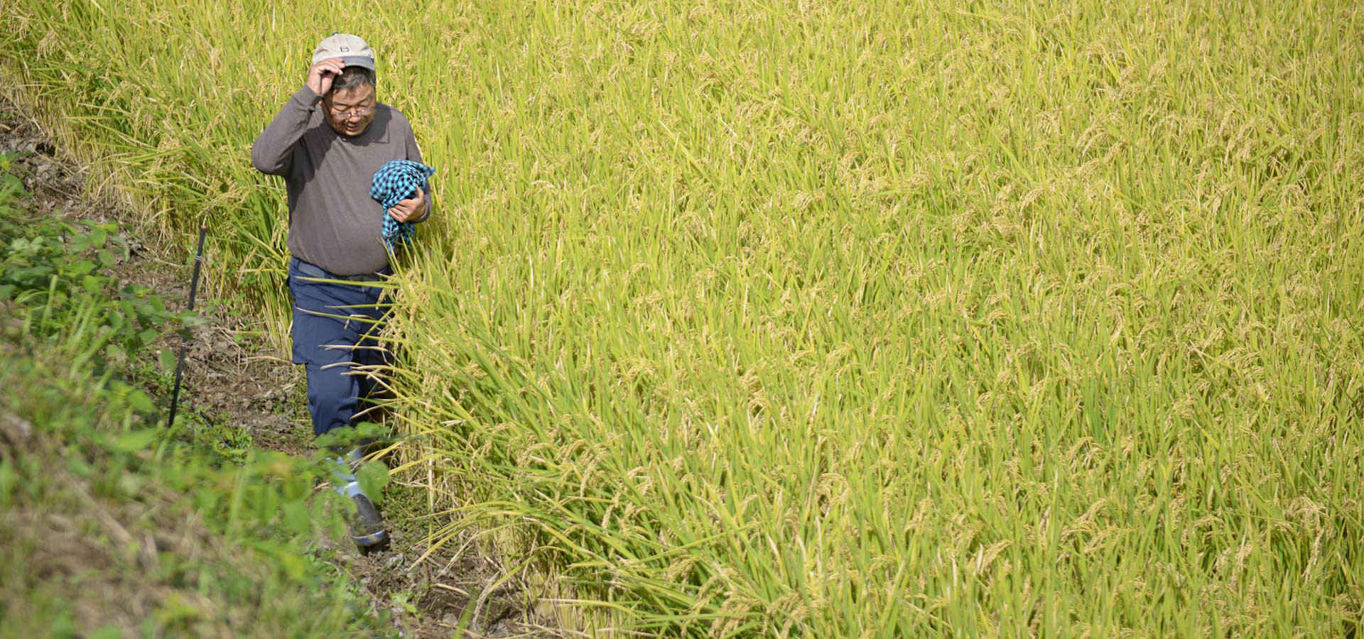 井芹政重さんが作る、無農薬・無施肥栽培米。
