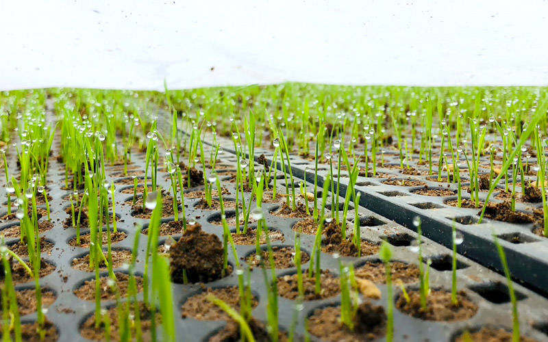 発芽したポット苗。