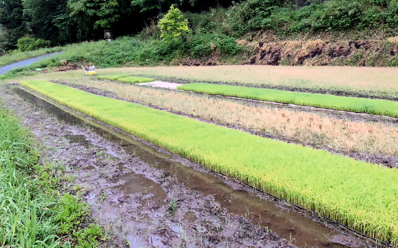苗代の様子。